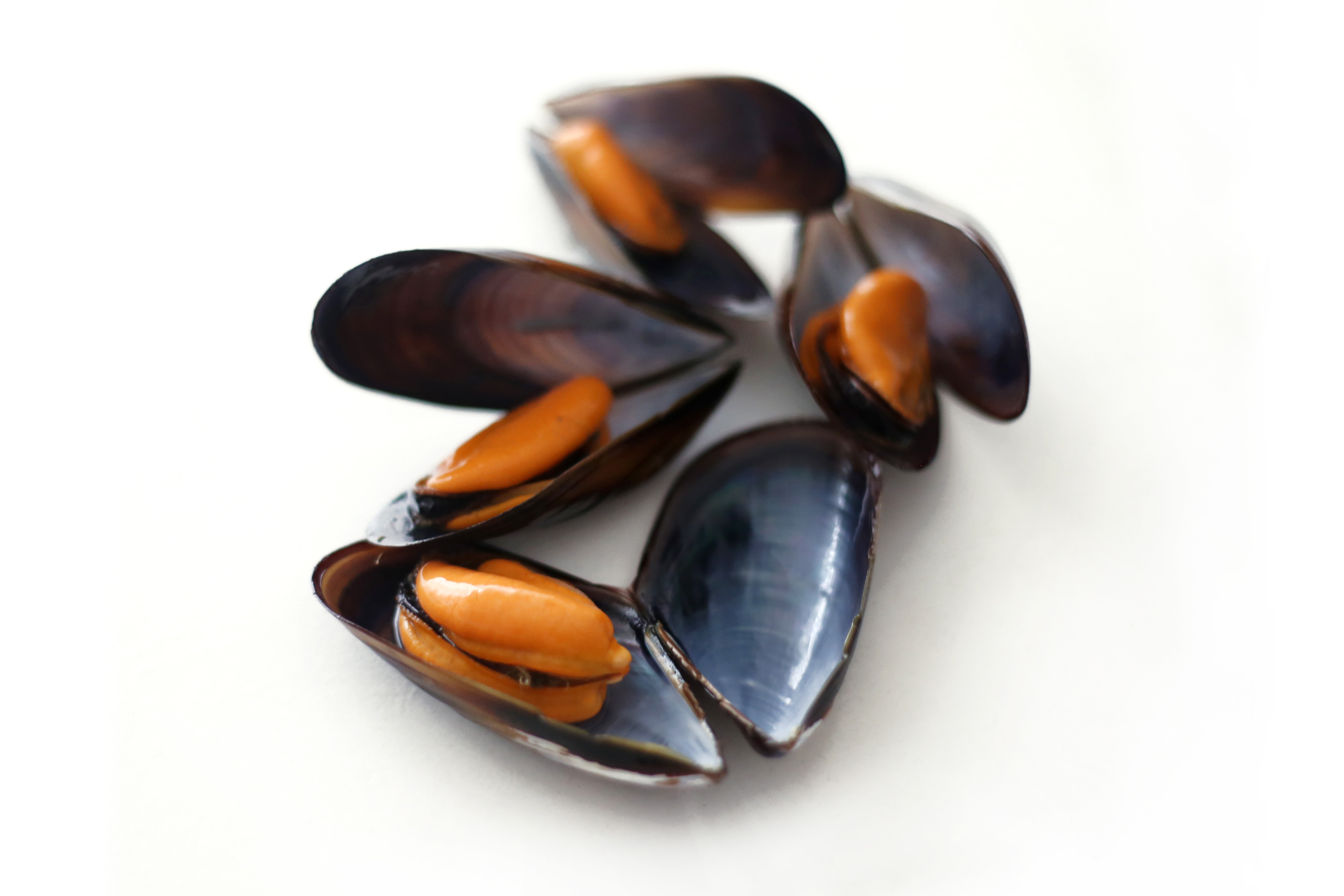 Mejillón Ecológico